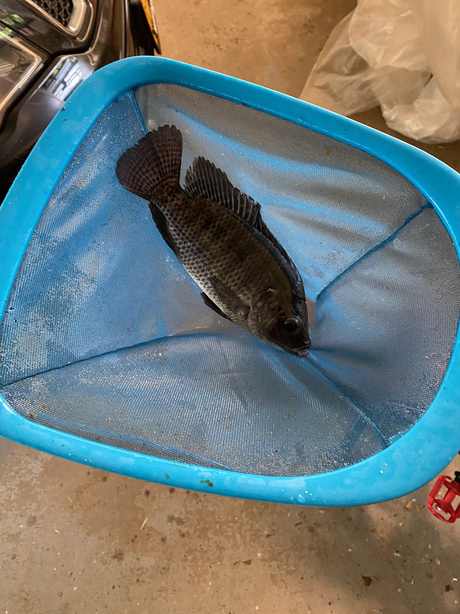 stoolpig_eon's tweet photo. #aquaponics #expecttoselfrescue tilapia are getting big, moving to newly built fish hatchery soon https://t.co/R4qBbdKsXE
