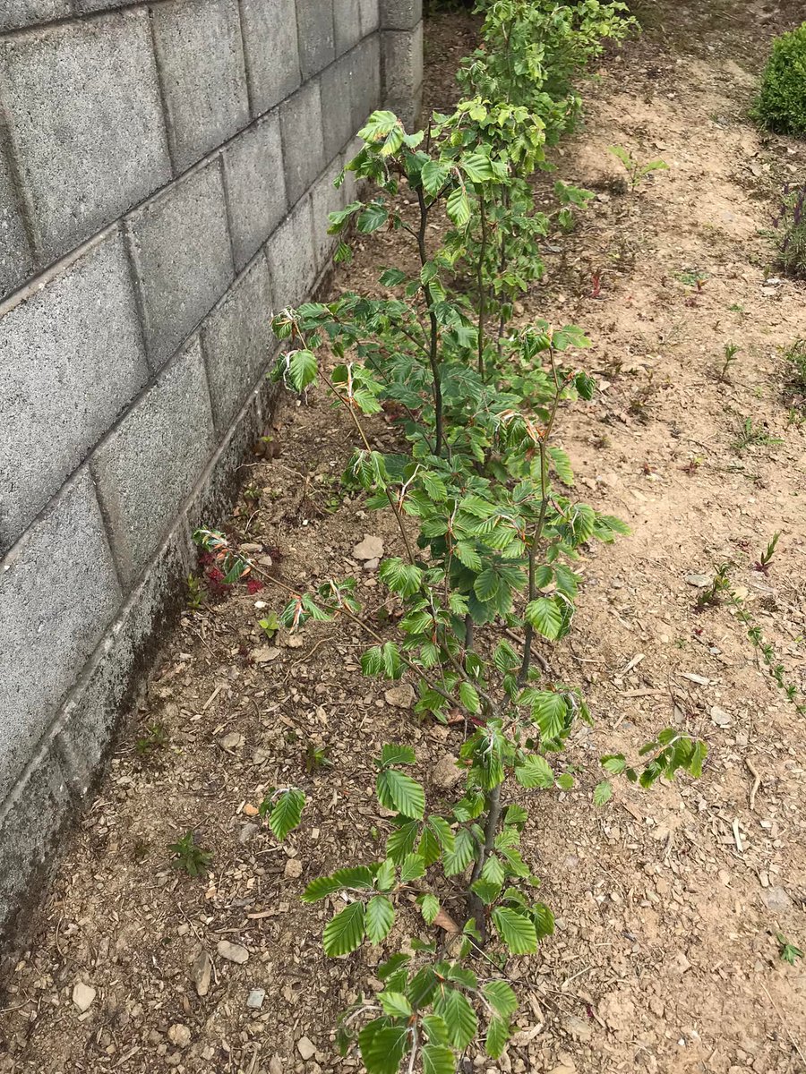 Ferns - Fearna Mór (@fearna_mor) on Twitter photo The Beech hedge planted by our volunteers to hide the unsightly boundary wall along the church grounds is thriving. Just look at the difference it’s making to the area already. Thanks to <a href="/wexfordcoco/">Wexford County Council</a> for providing the Beech saplings under the ‘free trees for Wexford scheme’. The Beech hedge planted by our volunteers to hide the unsightly boundary wall along the church grounds is thriving. Just look at the difference it’s making to the area already. Thanks to <a href="/wexfordcoco/">Wexford County Council</a> for providing the Beech saplings under the ‘free trees for Wexford scheme’.