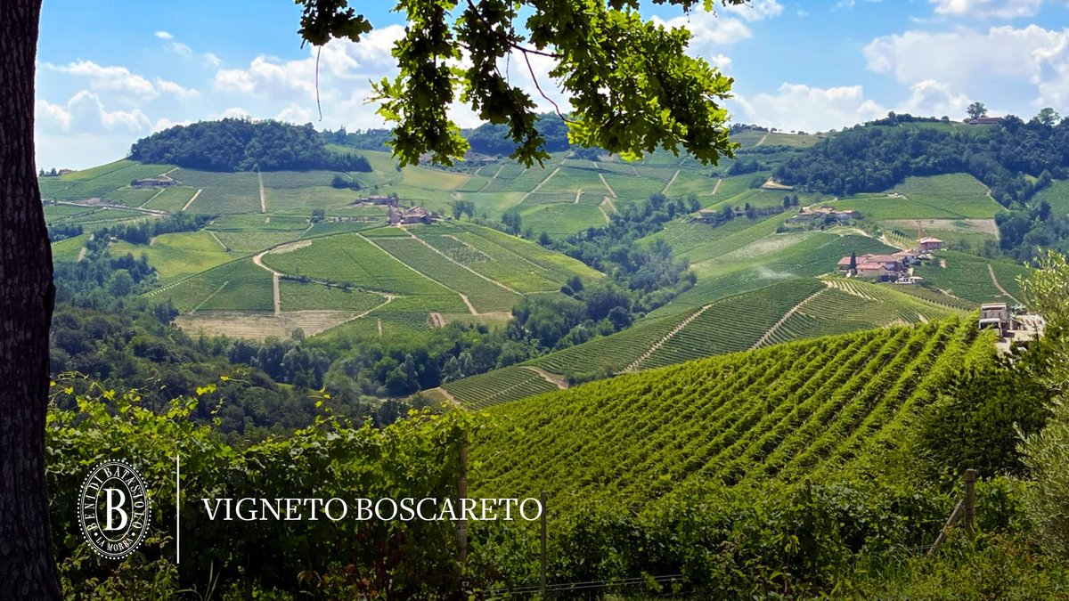batasiolovini's tweet photo. Le colline langarole fanno da sfondo al nostro vigneto BOSCARETO, in primo piano sui pendii. 
Queste viti da uve di Nebbiolo da Barolo sono fra le più preziose di Batasiolo, in quanto realizzeranno questo autunno uno dei nostri 5 cru: il BAROLO BOSCARETO. https://t.co/u1F7sbCwkf