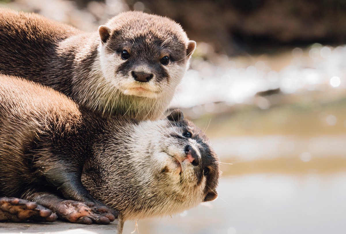 New research has shown that #otters learn from each other but solve some puzzles alone. Scientists gave the otters puzzle boxes containing familiar food and unfamiliar natural prey and they decided whether food was safe to eat by learning from each other. bit.ly/3HhwIHD