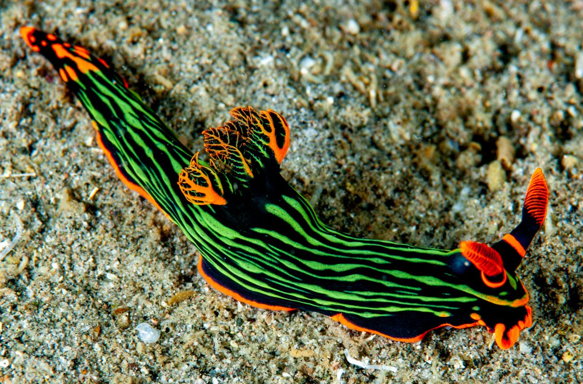 So, is it #WorldOceansDay or #WorldOceanDay? Doesn't really matter, as long as you #SendNudis!