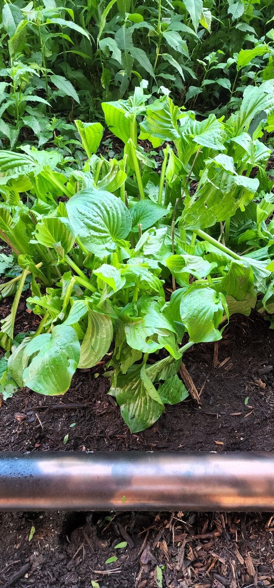 Leave as much photosynthetic tissue as possible. This will help plants recover. #nebext #newx