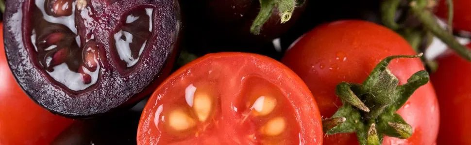 AZoLifeSciences's tweet image. Are purple tomatoes enriched in anti-oxidants the future for genetically modified food? We spoke to @BigPurpleTomato to find out more! 🍅 #purpletomato #GMOs #geneticallymodifiedcrops #food #nutrition #antioxidants #HealthyEating buff.ly/3JRJgFZ