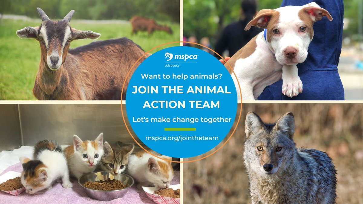 Let's make change together. Join the MSPCA Animal Action Team to stay up to date on animal issues across MA! Receive calls to action on animal protection legislation and more. mspca.org/jointheteam
Also follow us: FB@MSPCAAngell, IG@MSPCA.Angell, and Tiktok@MSPCA.Angell