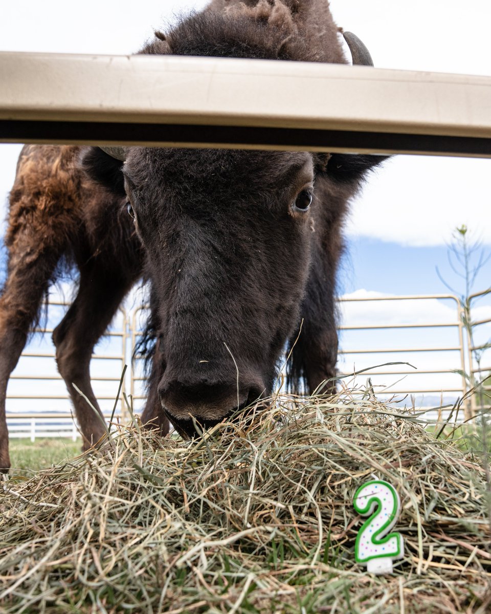 CUBuffsRalphie's tweet photo. Ralphie's birthday celebration runs all month long! Get your vote in for her nickname and support the Ralphie program at the same time🎉https://t.co/t28Q3Pqnnv https://t.co/AXFlZnPb6T