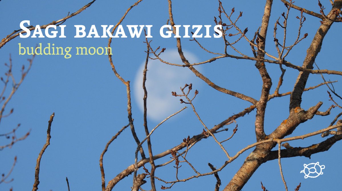 Flowers bloom &amp; leaves mature during the 6th moon of the lunar calendar: Sagi bakawi giizis  (budding moon). Baby #birds &amp; other #wildlife are seen across #PimAki. 

View calendar here:
pimaki.ca/the-land-that-…