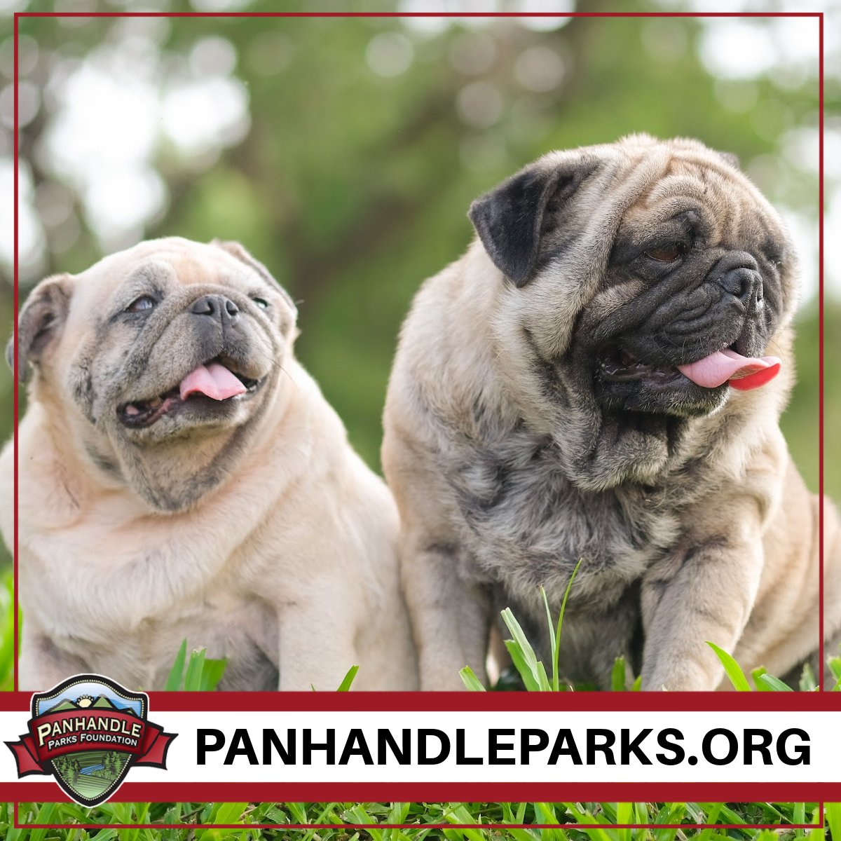 PanhandleParks's tweet photo. It's #WorldPetMemorialDay! Support the Panhandle Parks Foundation AND honor the memory of a beloved pet by buying a brass bone engraved with your dog's name to be displayed in a local #dogpark. Learn more at https://t.co/ZRuNssGiIH https://t.co/4zjjx9Vhx9