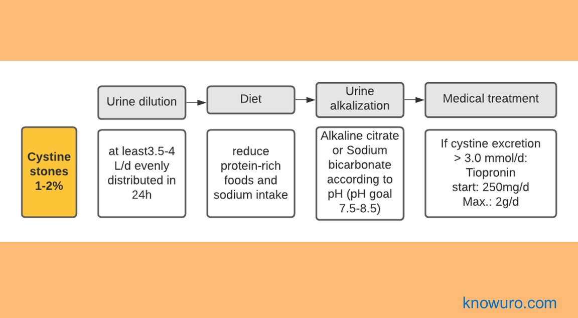 knowuro's tweet photo. Hello #urology #residents! 

This might be useful for you: Metaphylaxis of cystine stones.

#urolithiasis #uroresidency #urinarystones https://t.co/N4yYlI3PgF