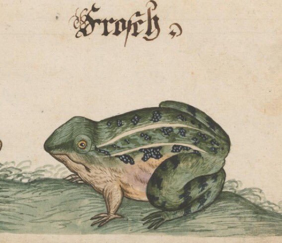 frog, germany, 16th century