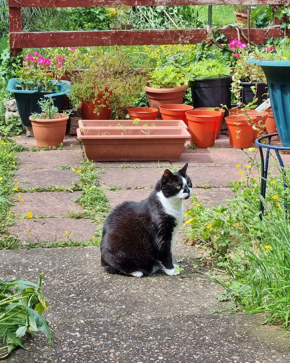 ScaredyCatCW's tweet photo. It's a lovely day here in #London #SW19 +21 C 🌞 ... Me and #MissKaarlo are enjoying the sunshine 😺😺🌿🌸🌿 ... #Scaredy #Cat #CatsOfTwitter https://t.co/jxjvgrgB3k