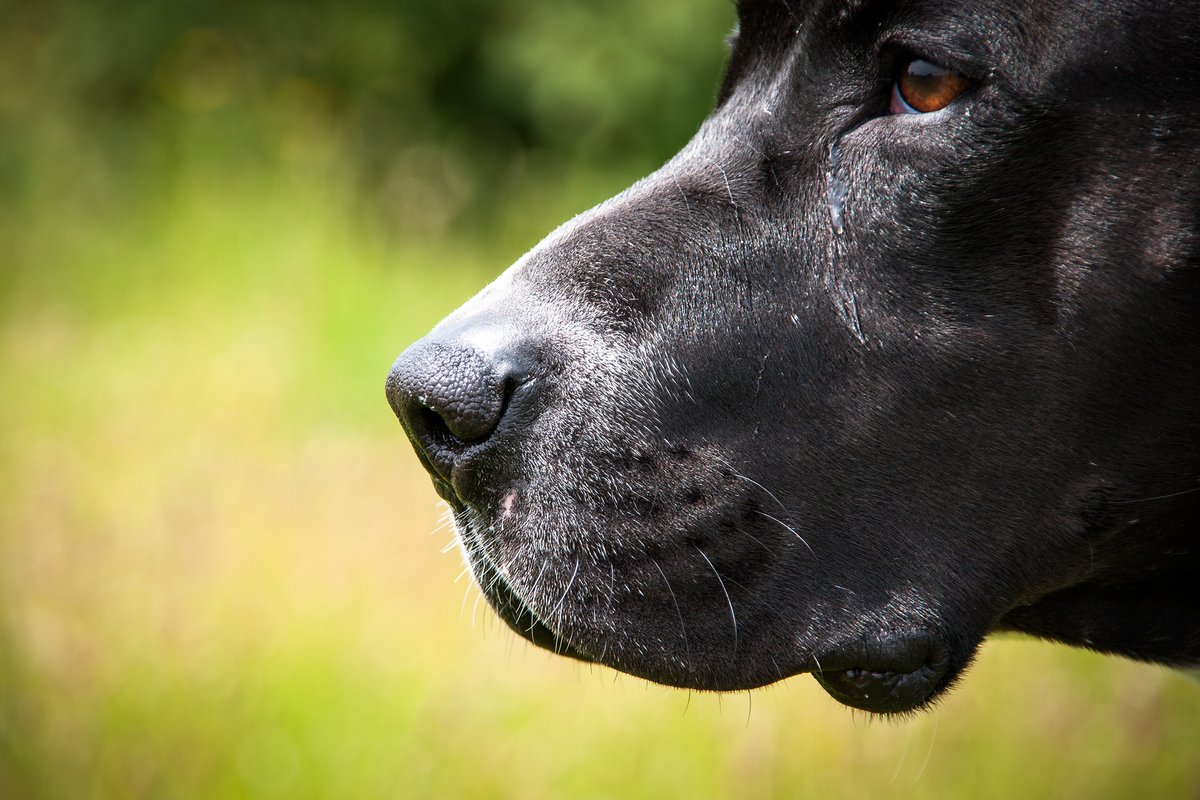 Dog_Star_968's tweet photo. 🖤🖤🖤🖤
#staffy #staffordshirebullterrier #amstaff #bulldog #pitsofinstagram #bullybreed #bullylove #bullylife #bullymagazine #dontbullymybully #bullynation https://t.co/A7KHPXtgRc