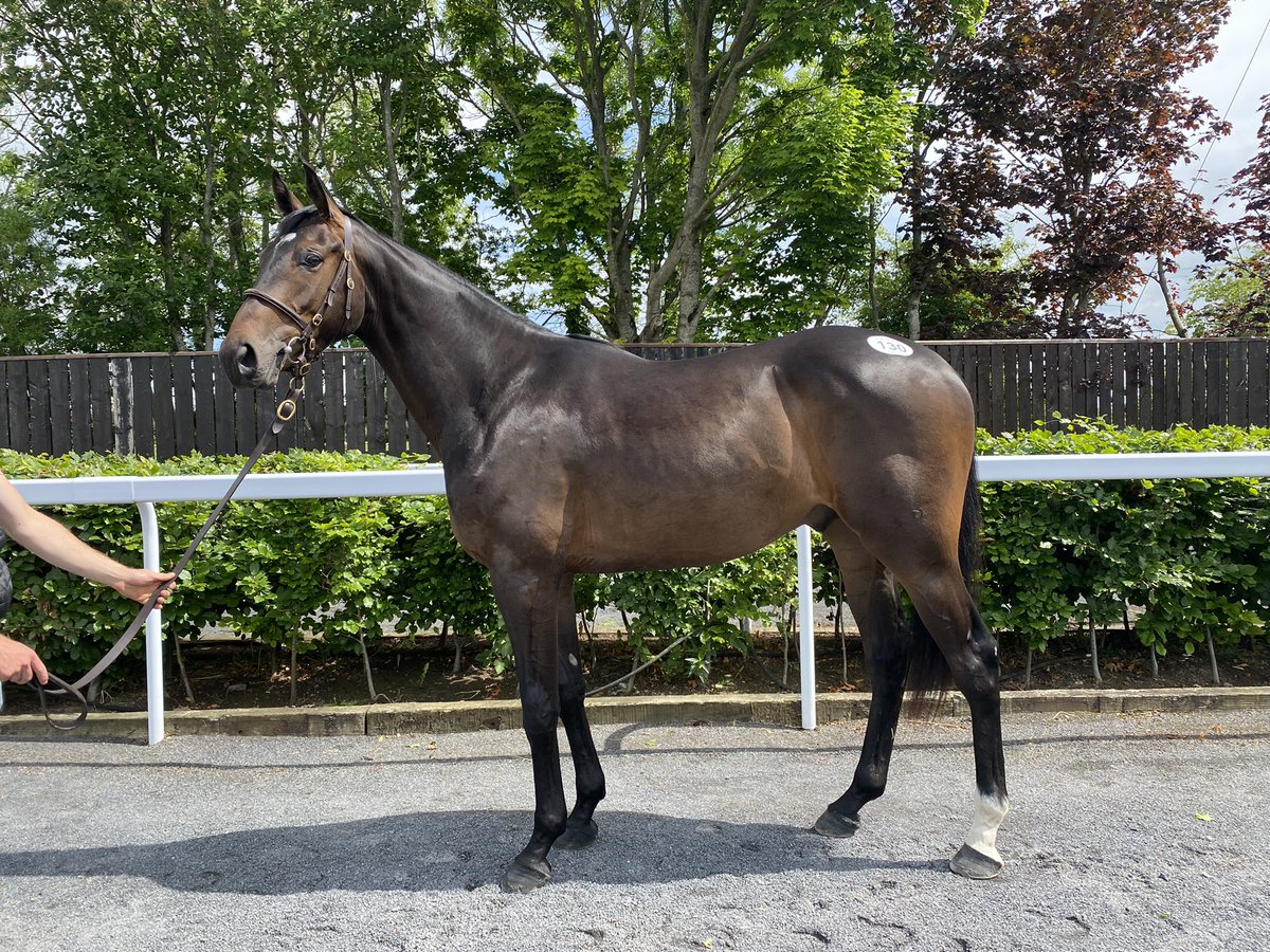 CharlieLongsdon's tweet photo. It’s been a great 36 hours @Goffs1866 Plenty of very smart horses, but great to come back with this good looking son of Jet Away… #bringonthefuture #charlielongsdonracing #forsale https://t.co/toJZ9qw6FY