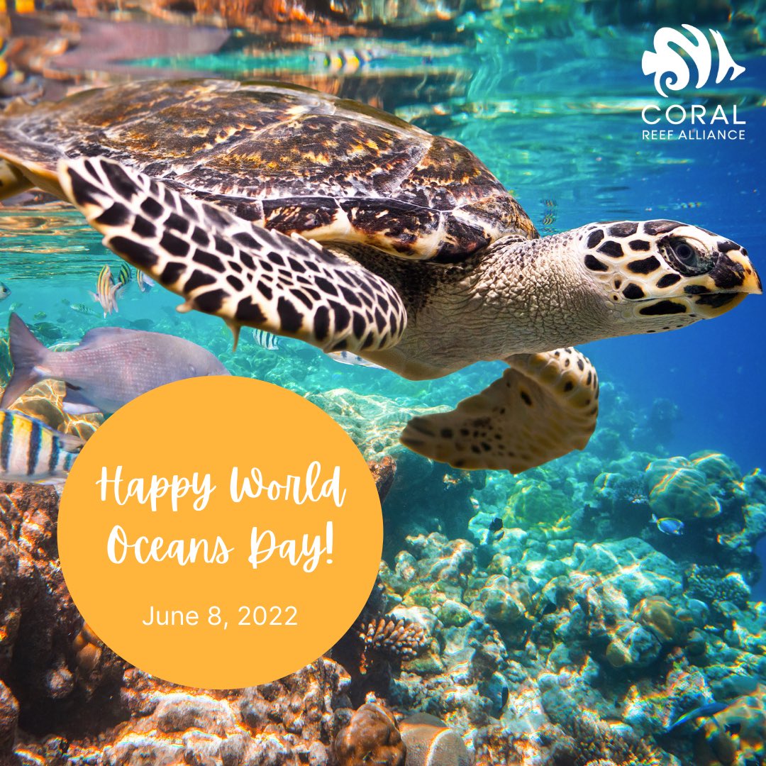 CollectionReef's tweet image. Today is #WorldOceansDay! It’s time to discover why it’s important to protect our oceans and marine ecosystems. Check out this blog post by our friends at @coral_org to start learning: bit.ly/3m6eVJC
.
.
@CollectionReef 
.
#coralreefalliance #coralreefs #WorldOceansDay
