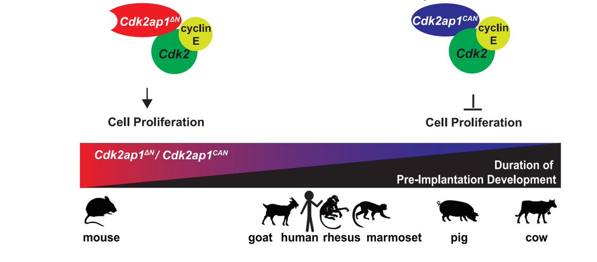 READ: A mouse-specific retrotransposon drives a conserved Cdk2ap1 isoform essential for development. (ORIP support through R21 OD027053) <a href="/HeLabUCBerkeley/">He Lab</a>) sciencedirect.com/science/articl…