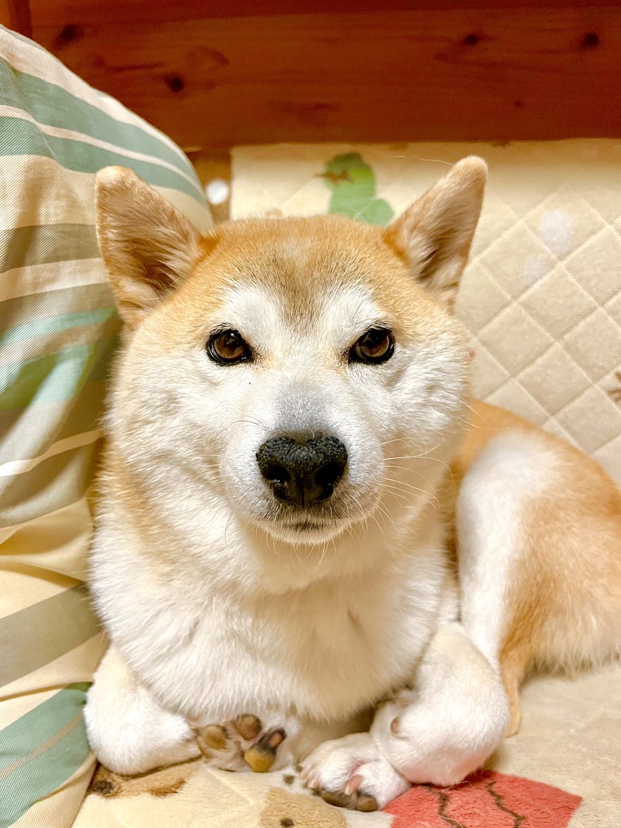 kazechin's tweet photo. 姫子の部屋
姫子だよ⁉️ここで問題です🎶ジャカジャン‼️
🙄「わたしの手足はどうなっているのでしょう❓」💦
***
#ク��ズ
#どれが手
#どれが足
#身体#柔軟
#頑張ろう人も犬も
#戦争のない平和な世界になりますように
#しばいぬ#柴犬#日本犬#犬の生活#癒しわんこ#犬バカ部#お転婆#元気玉 https://t.co/dyNQpoR6fR