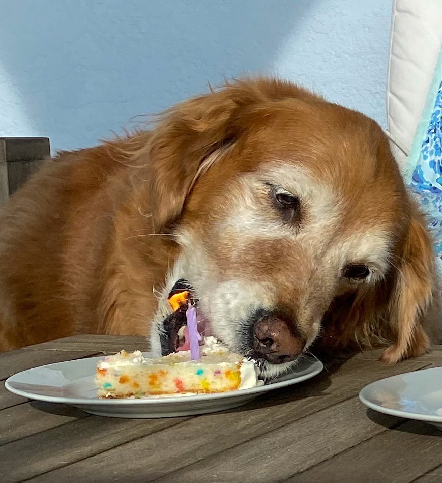 TheGoldenRatio4's tweet photo. Today would have been Swizzle's 16th birthday. Let us never forget the celebration where she lit her face on fire https://t.co/yHdpmCczpX