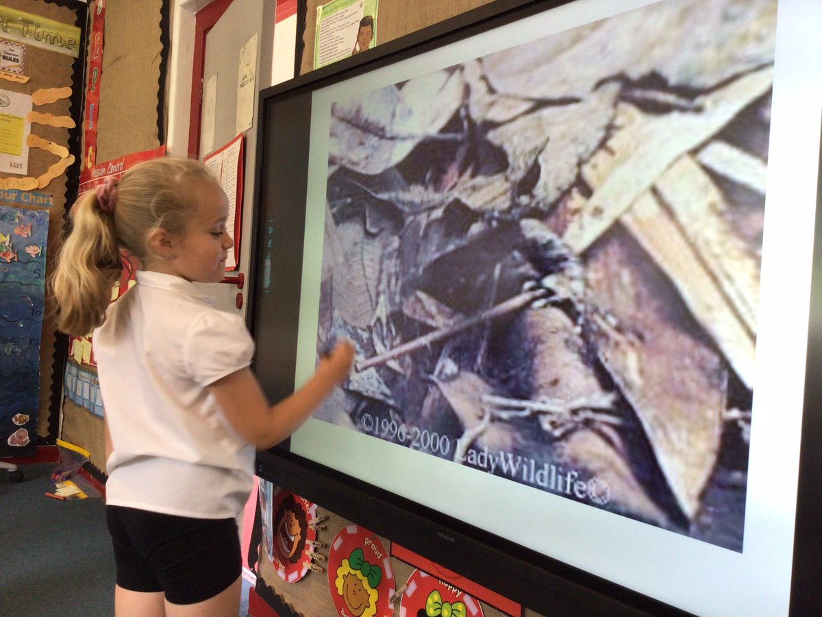 Penclawdd's tweet photo. #Penc2 Today the children deepened their knowledge about camouflage - first we had to spot certain mini beasts and then we researched to find out how and why they use camouflage. #PencLLC #Pencsci #PencACL https://t.co/bllZdRuNPR