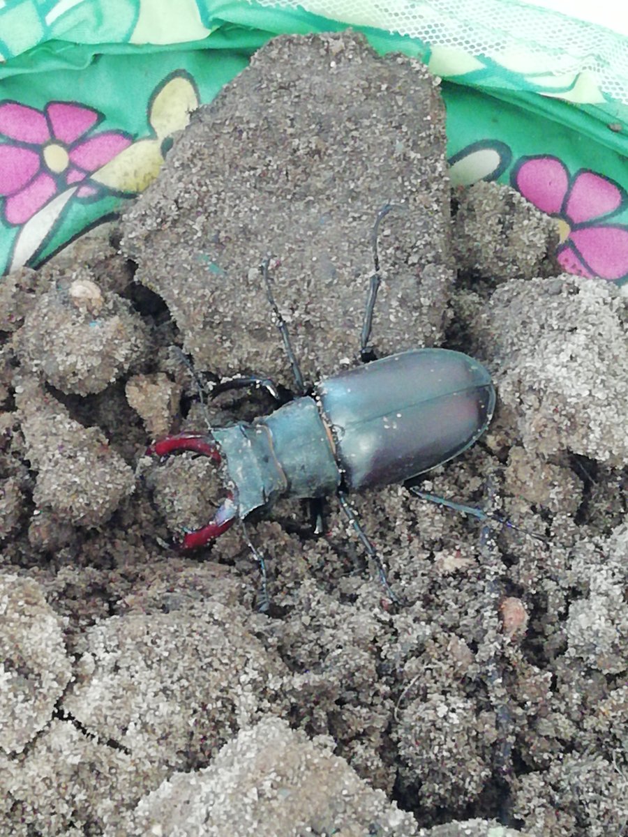 Very excited children today one of them found a Stag Beetle emerging I managed to dig that one up with 30 pairs of  little hands helping, then they dug up another, the 3rd might not be so lucky so that area is now closed to any digging