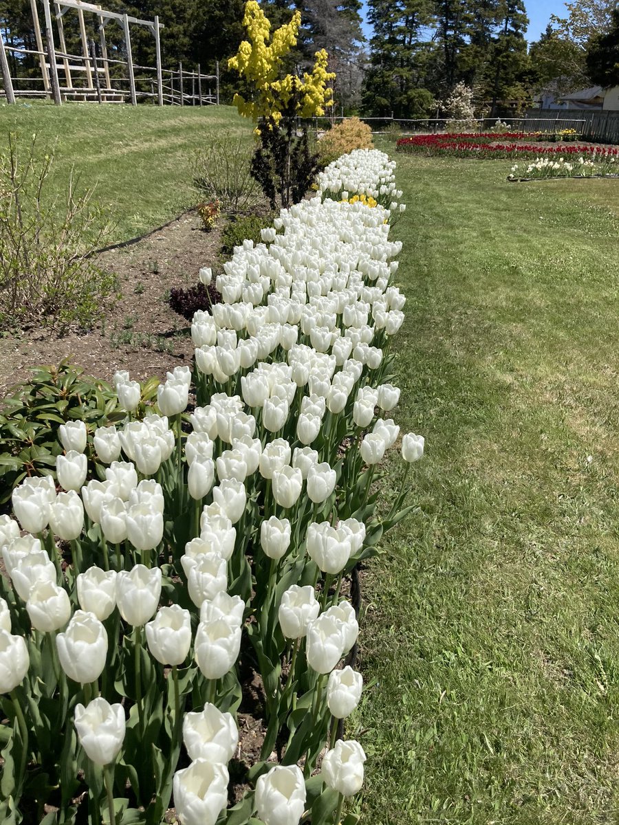 DelaneysRant's tweet photo. #tulips in Bloom and ready for the #nltulipfestival June 11-12, 2022 @CBCNL @nikmercer @SaltWireNetwork @MUNBotGarden @MunicipalNL @HospitalityNL @coast1011 @RealToniMarie @LegendaryCoasts @McCarthysParty #gardentourism @yetmanj @time4tulips https://t.co/vk0f2yBAYT