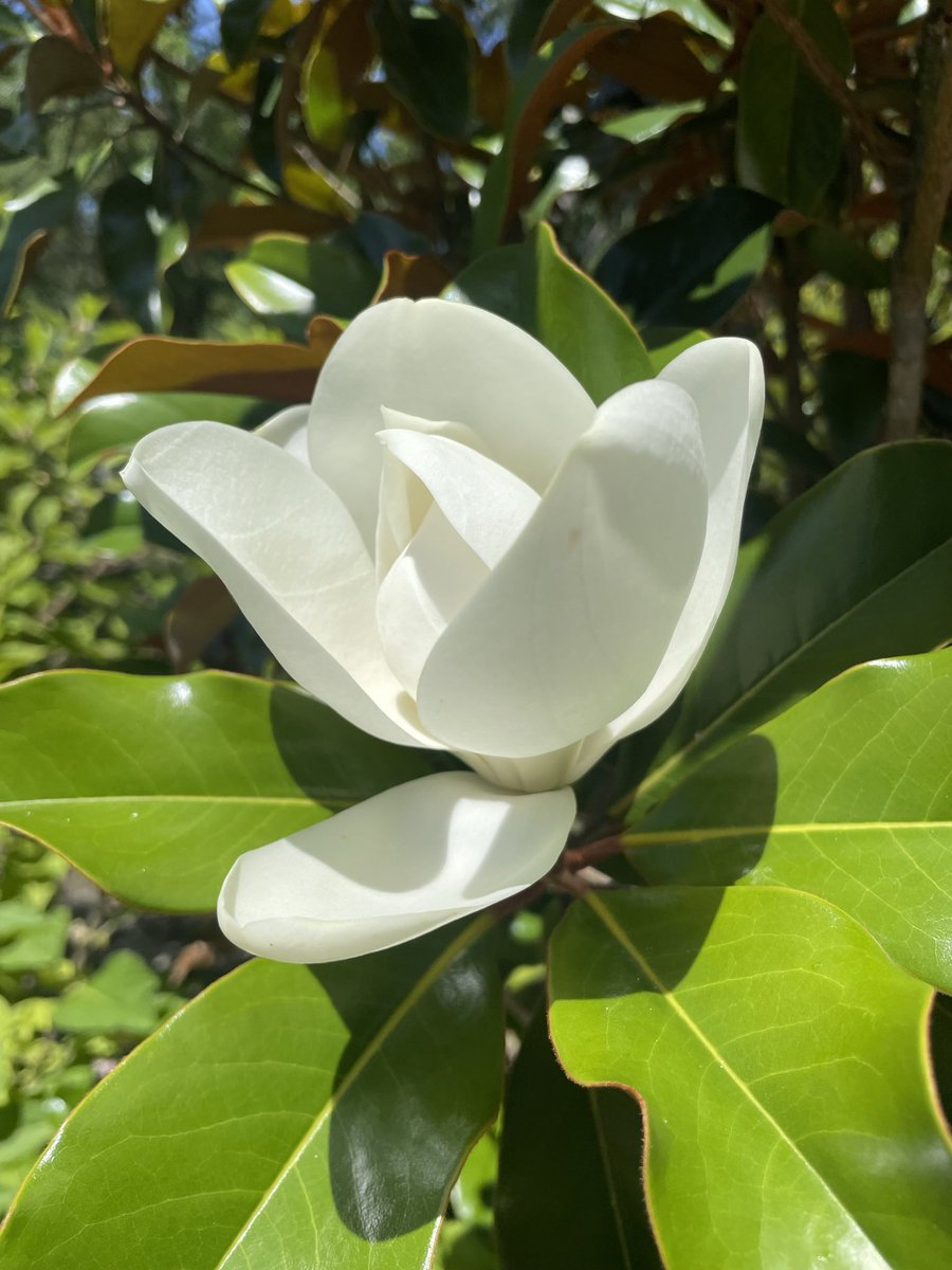 The southern magnolia trees are blooming! These iconic evergreens are well known for their gorgeous white flower.