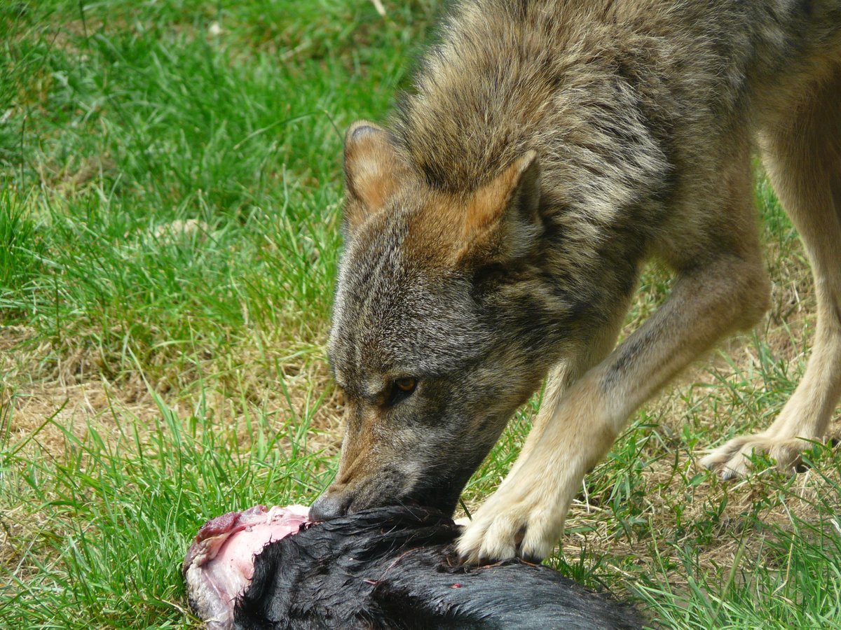 Like most large predators, #wolves are 'feast or famine' feeders. They will gorge themselves at a kill and then not eat again for several days. #WolfWednesday #dogs #canids #animals #wildlife