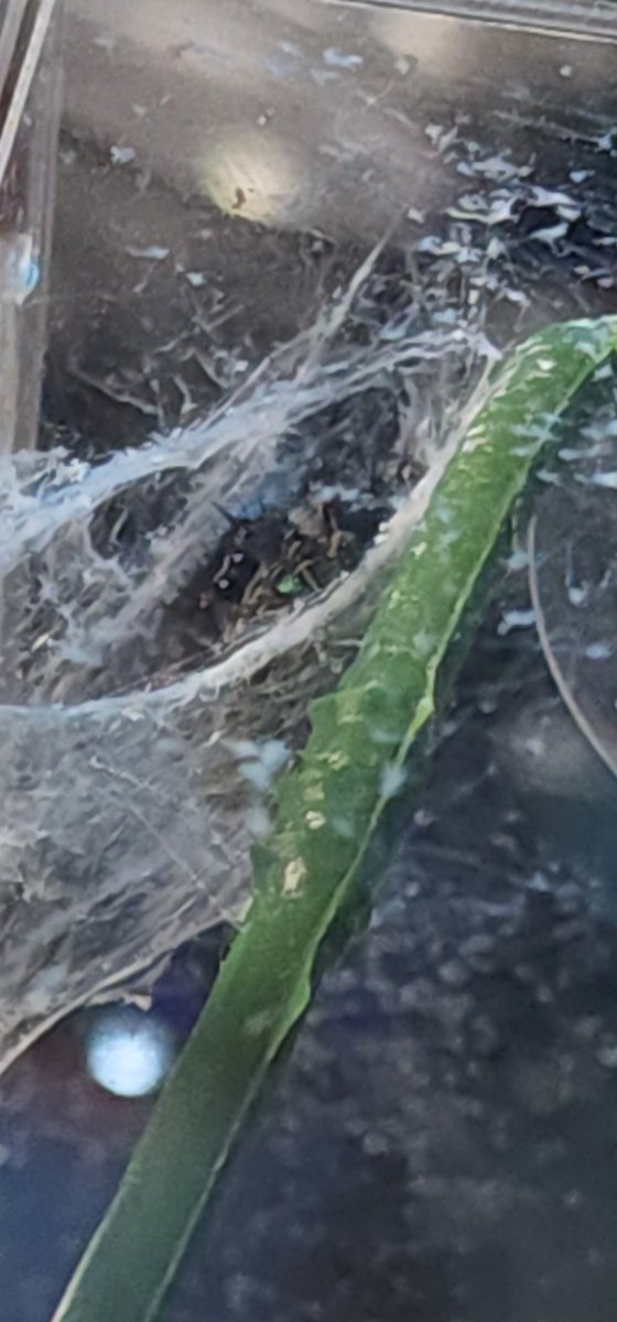 BamMan_Twitch's tweet photo. Took a couple closeups of my Regal Jumping Spider - Hades https://t.co/vOlTRJbqnn