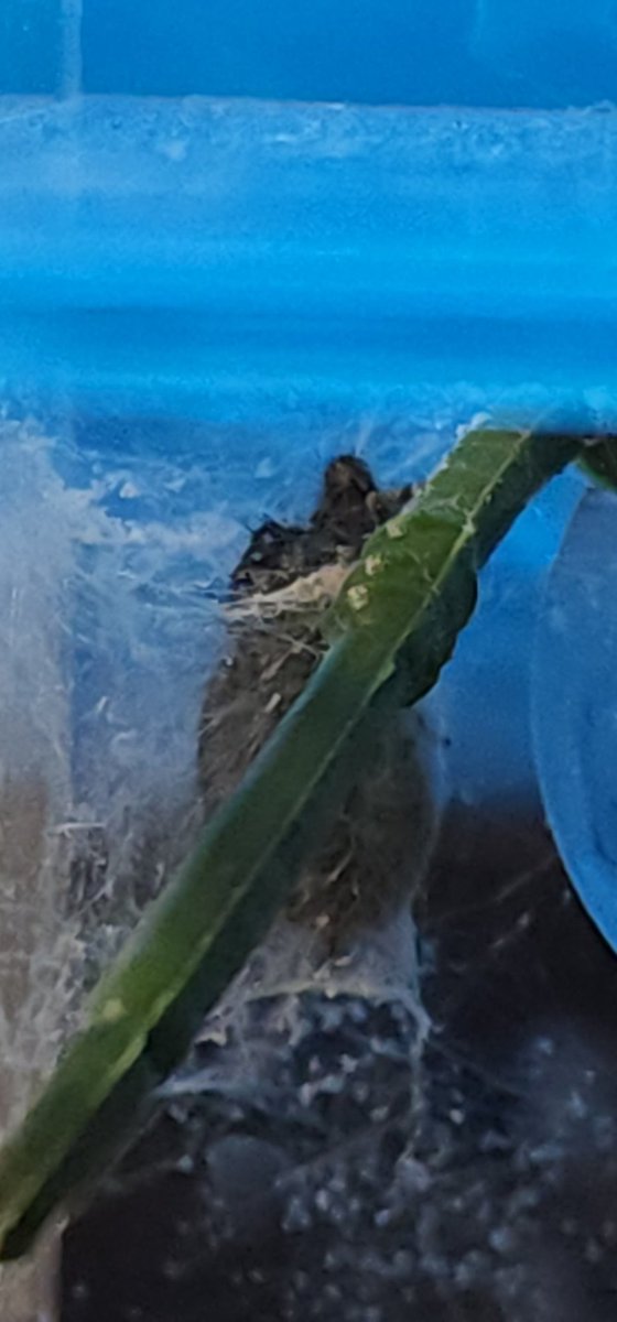 BamMan_Twitch's tweet photo. Took a couple closeups of my Regal Jumping Spider - Hades https://t.co/vOlTRJbqnn