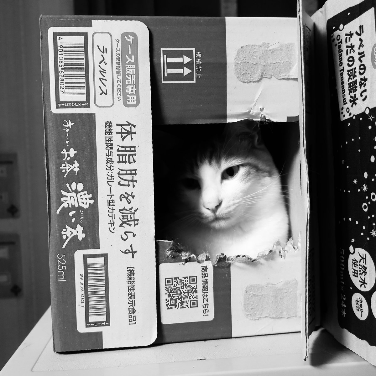 オレの寝床だよ 