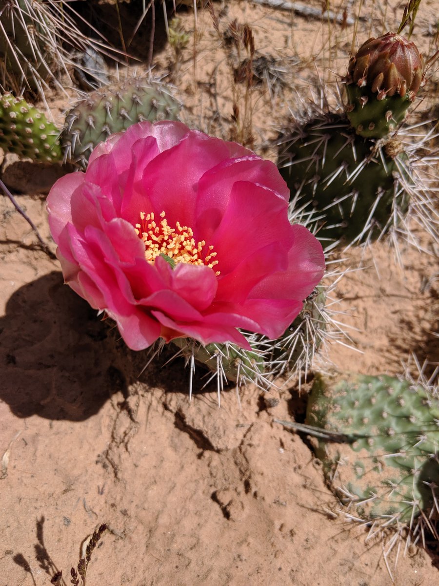 CanyonlandsNPS's tweet image. Want to save native plants in Canyonlands?
Join rangers and volunteer to help salvage and relocate native plants from a construction zone before the paving begins!
When: This Saturday, 6/11, 8:30 am to 12 pm
Where: Murphy Point parking lot 
RSVP: nps.gov/planyourvisit/…