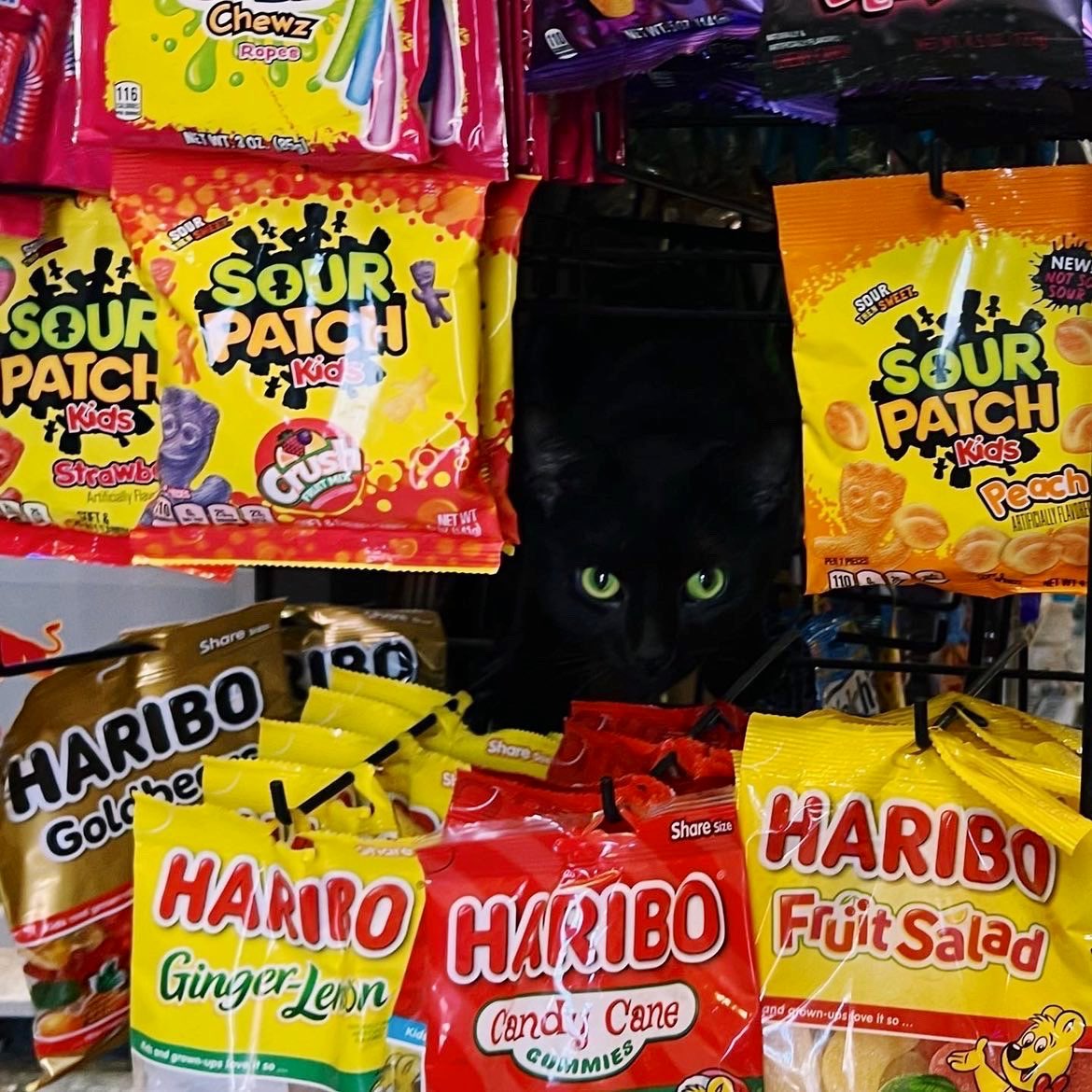 Bodega Cats (@bodegacats_) on Twitter photo 