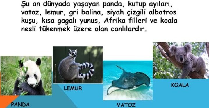 dksldkdkfkf44's tweet photo. #neslitukenenhayvanlar https://t.co/TKNgrPxd9b