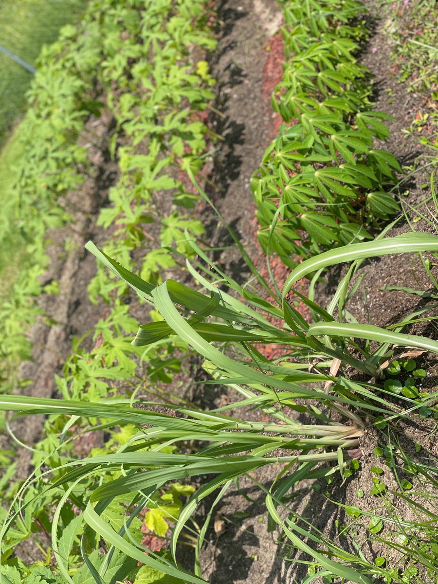 NikaIsMusic's tweet photo. Okra, sugar cane, cassava, watermelon …

This is one portion of our gardens😊💚 

#farming #homestead #gardening #IndigenousPeoples #FoodSecurity #rural #bayous https://t.co/LfZGzfNYDB