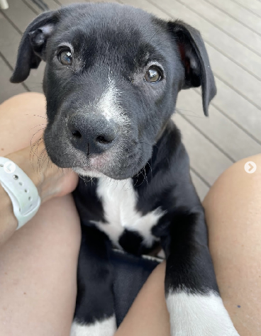 pets911id's tweet photo. Hi, I'm Te Ka! I am a handsome little man. I love to play, snuggle, and romp around. I am not sure what my breed is but I am 100% a good boy. I would be a great fit for any family looking for a puppy. https://t.co/te7wtlBXTv https://t.co/ck2OGIWWKg