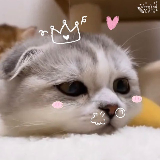 cats w brows tweet media
