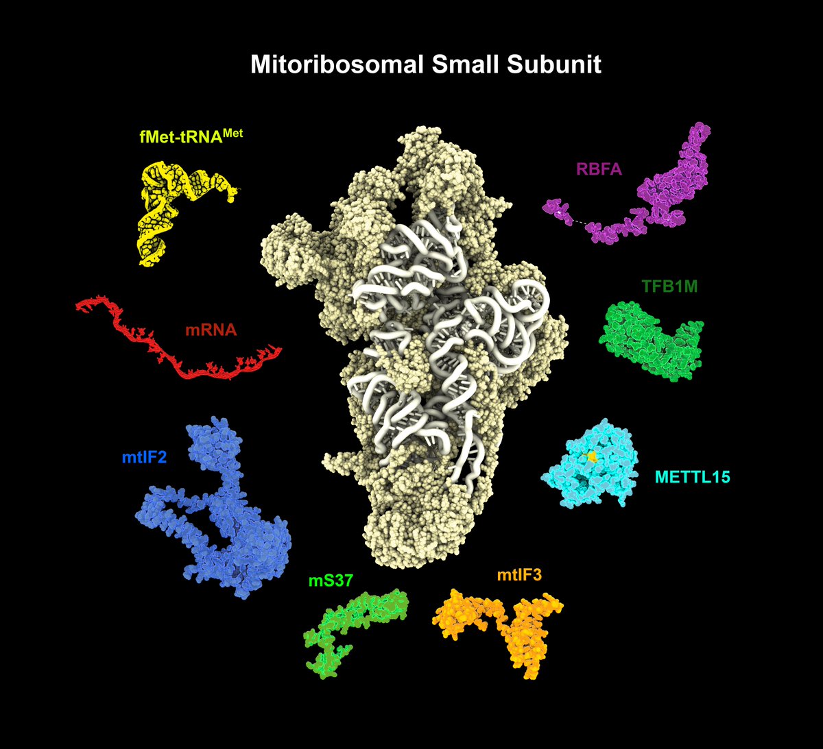 Karolinska Institutet (@karolinskainst) on Twitter photo New study in <a href="/Nature/">nature</a> by Joanna Rorbach and Anas Khawaya <a href="/MolMet_KI/">Division of Molecular Metabolism, KI</a> visualizes in detail the machinery that the cells’ powerhouses, the #mitochondria, use to form their proteins. Collaboration with researchers at <a href="/Stockholm_Uni/">Stockholm University</a>. #ribosomes news.ki.se/unique-insight… New study in <a href="/Nature/">nature</a> by Joanna Rorbach and Anas Khawaya <a href="/MolMet_KI/">Division of Molecular Metabolism, KI</a> visualizes in detail the machinery that the cells’ powerhouses, the #mitochondria, use to form their proteins. Collaboration with researchers at <a href="/Stockholm_Uni/">Stockholm University</a>. #ribosomes news.ki.se/unique-insight…