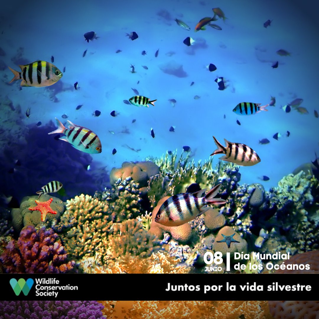 WCSEcuador's tweet photo. #DíaMundialdelosOceános 🌊 | Te invitamos a descubrir @WCSocean, el #ProgramaMarino de @TheWCS con acciones en los #5océanos del mundo y alrededor de #26países. 🌎
¡Infórmate, comparte y difunde! 😉
🌊 https://t.co/xn86n5C7YY
🖐 #JuntosPorLaVidaSilvestre 💚💙 #CienciayOceános https://t.co/oNxYZllSuu