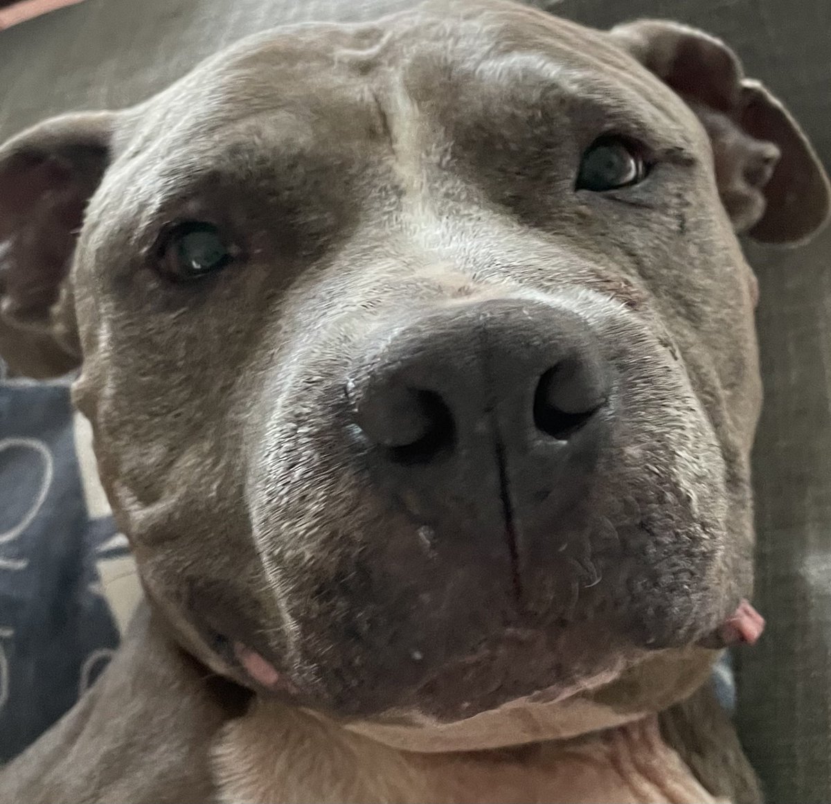 Here’s my new #foster what’s uppppp?! This is Shaggy and he’s a walrus-land seal-#pitbull hybrid and because of his warm snuggle I’ll never leave my couch again 

Available for adoption through <a href="/austinanimals/">Austin Animal Center</a> 💙