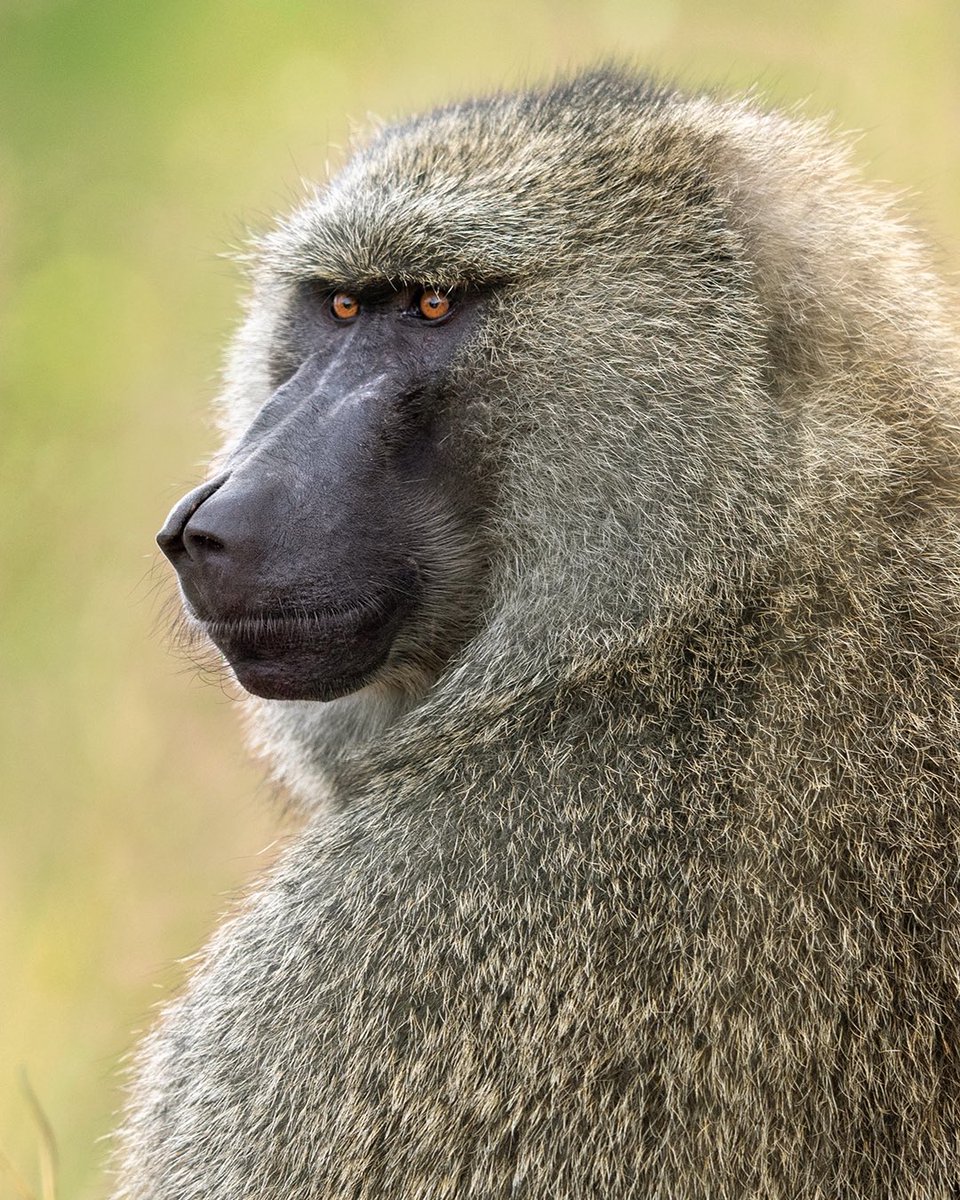 onenaturehotels's tweet photo. Like most primates, an Olive baboon will perceive prolonged eye contact as a sign of aggression or challenge to its authority. So, when faced with a baboon, it’s best to simply look away to avoid the risk of an attack.

#wildlife #travelagain https://t.co/FNW7Xq6KD0