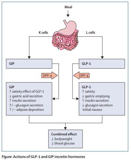 TheLancetEndo's tweet photo. #Tirzepatide: a new low for #bodyweight and blood #glucose https://t.co/Mr5SldRSGp #diabetes #obesity 
#ENDO2022 https://t.co/UN14rM8TO7
