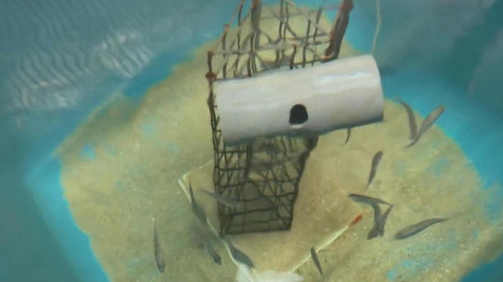 Zehub's tweet photo. #Journéemondiale de l'#océan : à #Marseille, une nurserie pour #repeupler le #littoral https://t.co/qJoydPJH3O https://t.co/nPh94zInE5