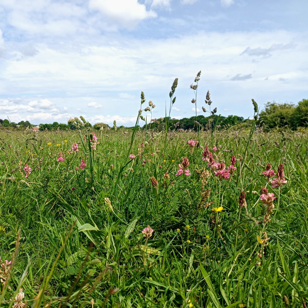 The first of many site visits to see the fantastic work of my new team – management advice by Rebecca Levey of the #kentsmagnificantmoths project at Walmer, East Kent. A wonderfully diverse amenity chalk grassland being improved for butterflies and moths by #Walmer Parish Council