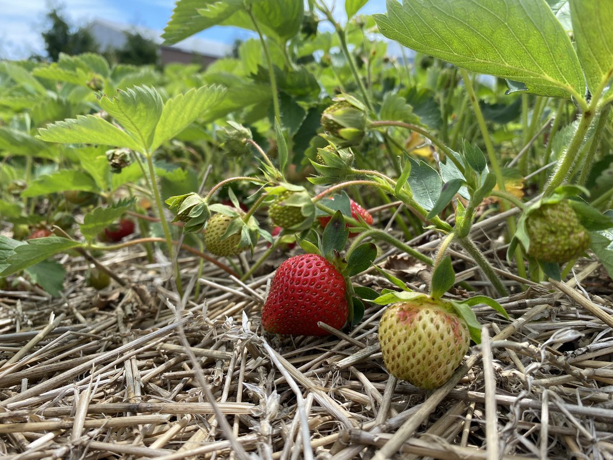 Strawberry harvest 2022 has started!  Too bad it’s down to a crawl!!#strawberries