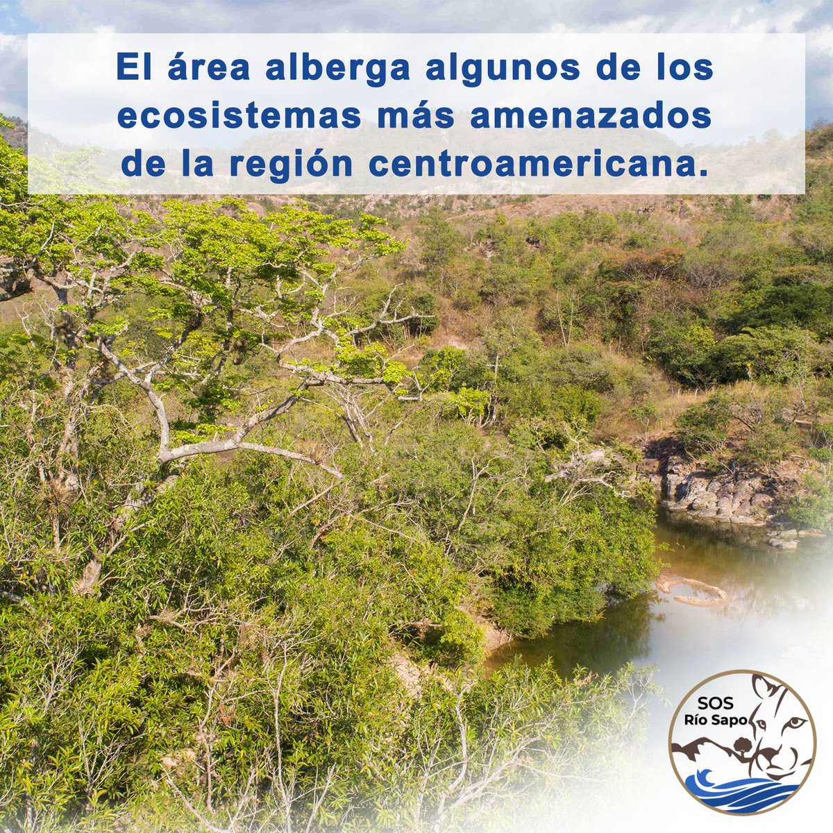 sos_riosapo's tweet photo. Con poco más de 6,000 ha, Río Sapo tiene el potencial de convertirse en la mayor área natural protegida terrestre de El Salvador.
 Alberga algunos de los ecosistemas más amenazados de la región centroamericana Y es refugio de especies únicas o muy amenazadas a nivel nacional. https://t.co/xXkymFomnV