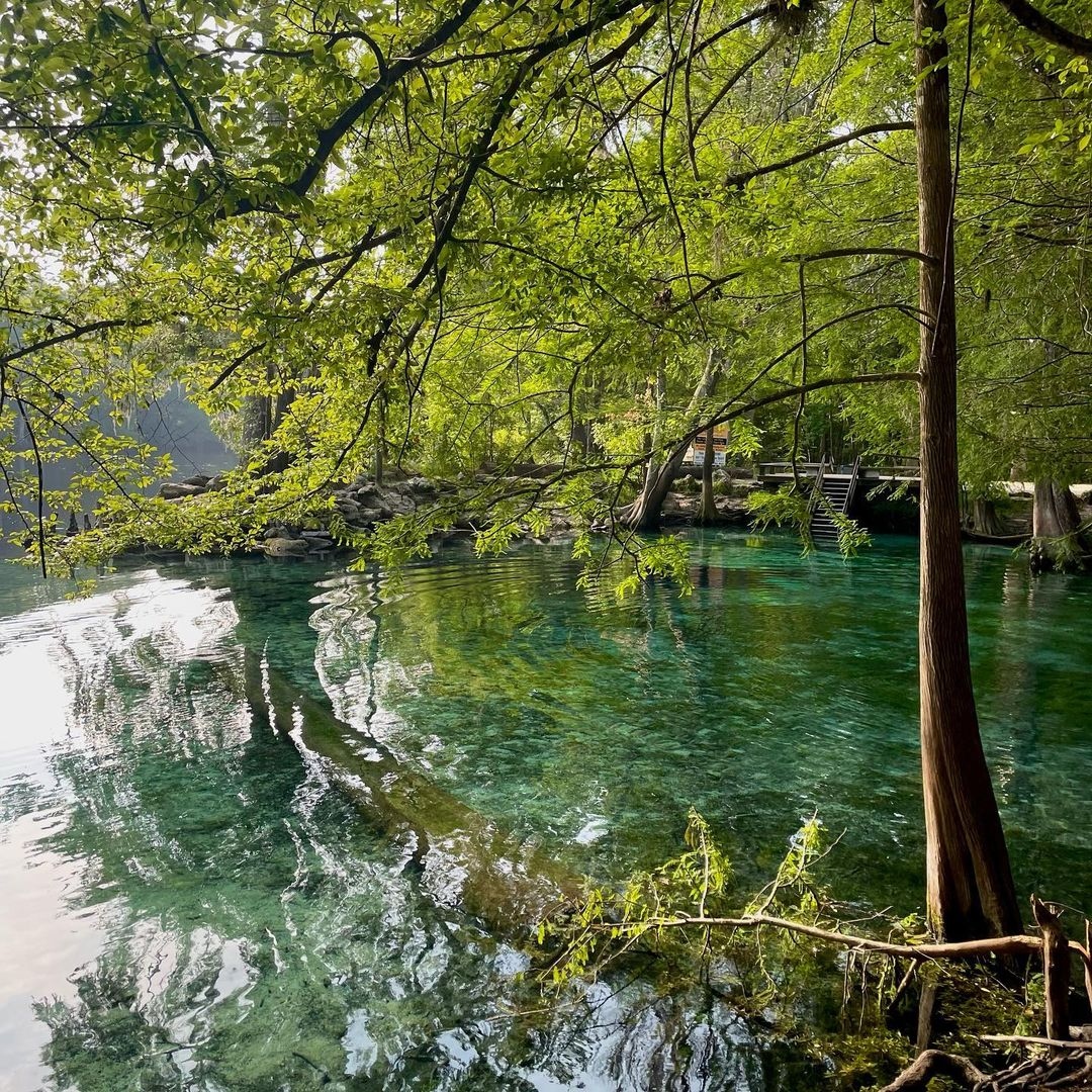 VisitLakeCityFL's tweet photo. Give your camping experience a glow up with a stay at Ginnie Springs. 🏕Tent sites are scattered throughout 200 wooded acres and include many river-front and spring sites. Most sites also have a grill and a picnic table! 🪵🌿

📸 morenaluuuna https://t.co/e2EiyCaBxV