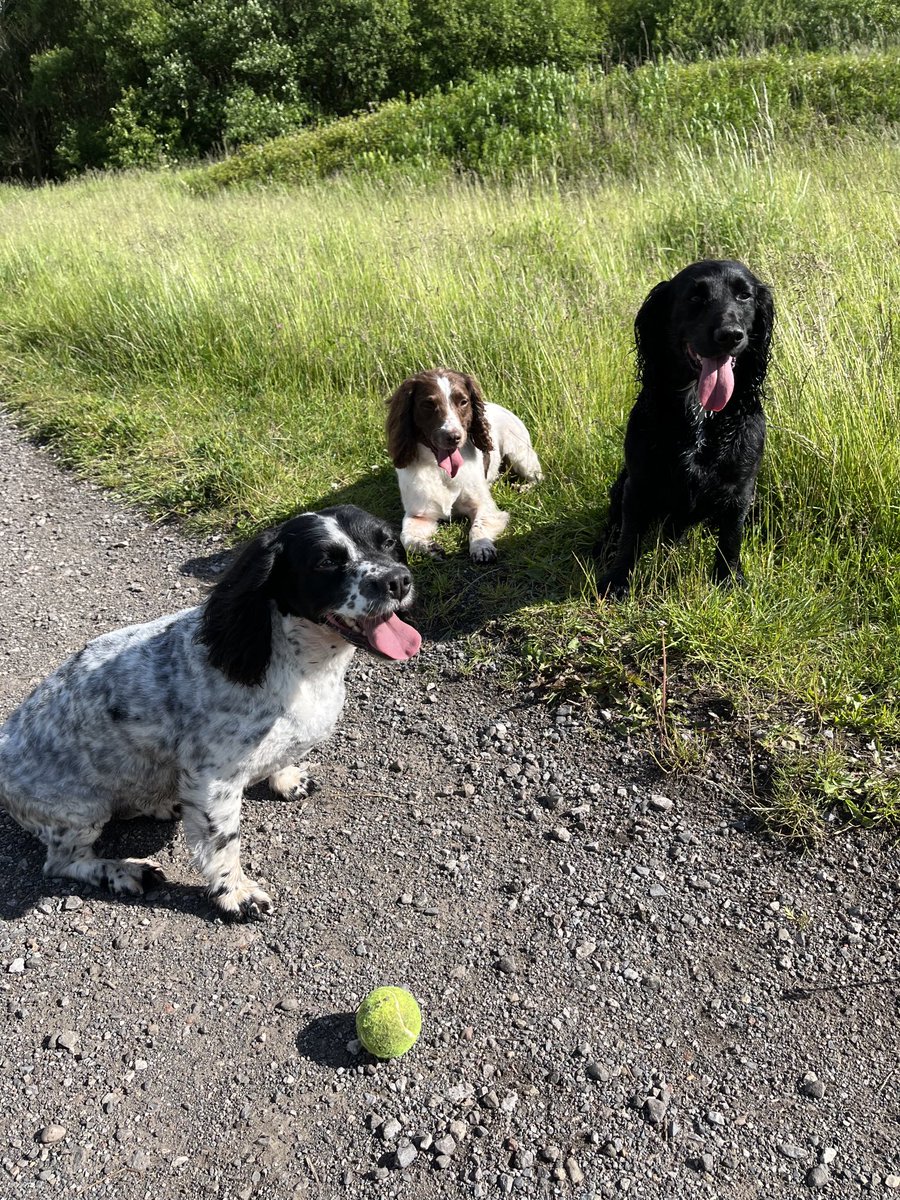 muckyspaniel's tweet photo. We’ve been abused by being taken the barbers so we’ve bombed every muddy puddle we find so far and we found treasure happiness is ball shaped for a spanner #spaniels #dogsoftwitter https://t.co/e0W8fJtUF6