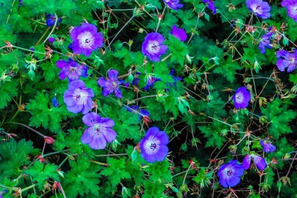 Tonight is the first in a 4 part Urban Conservation Series at Unity Gardens.  Make plans to attend 1 or all events.  For more info, visit 
 ow.ly/3rT850Jqo5r