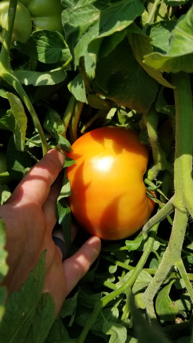 Need help in the greenhouse or specialty crop garden? 
Interested in gaining hands-on experience for your green thumb? 

Check out our job opportunities and list of laborers in the Specialty Crop industry.

#AgButlerApp #AgJob #FarmLabor