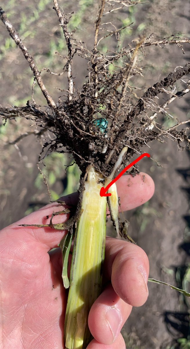 Casey C. (@cattlencrops83) on Twitter photo Before you decide to replant, cut open the stalk and note the location of the growing point. Even the worst looking corn may still regrow if the growing point is unharmed. <a href="/DKAS_HP/">DEKALB Asgrow High Plains</a> Before you decide to replant, cut open the stalk and note the location of the growing point. Even the worst looking corn may still regrow if the growing point is unharmed. <a href="/DKAS_HP/">DEKALB Asgrow High Plains</a>