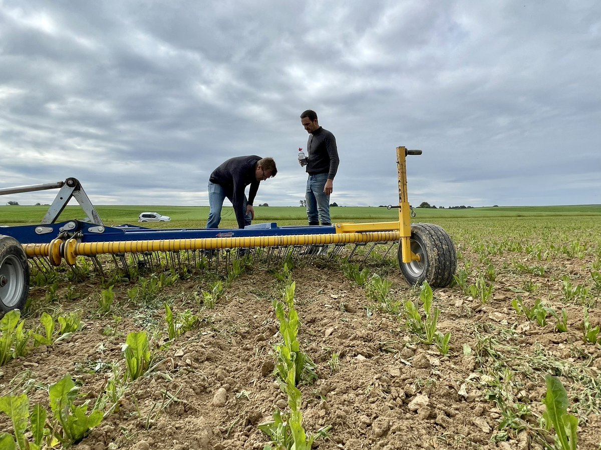 soilcapfarming's tweet photo. Kicking off the mechanical weeding on the organic chicory! 1️⃣ First pass with the inter-row hoe, 2️⃣ Second pass with the tine harrow. Delicacy, precision, focus!

#mechanicalweeding #organic #chicory #zeropesticide https://t.co/LwzxM0XNM7