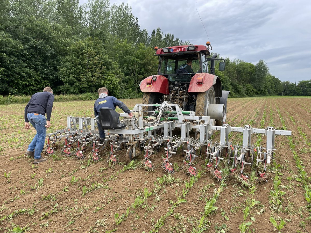 soilcapfarming's tweet photo. Kicking off the mechanical weeding on the organic chicory! 1️⃣ First pass with the inter-row hoe, 2️⃣ Second pass with the tine harrow. Delicacy, precision, focus!

#mechanicalweeding #organic #chicory #zeropesticide https://t.co/LwzxM0XNM7